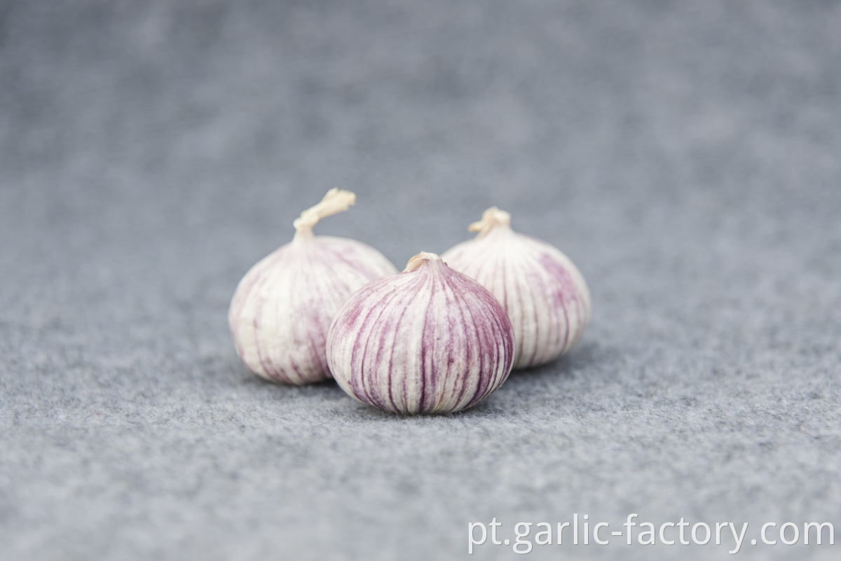 High quality fresh single clove garlic